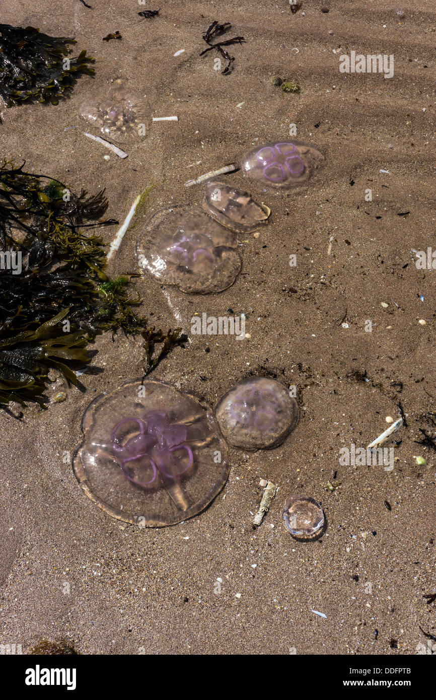 Purple jellyfish on sandy beach, Gairloch, Northwest Scotland Stock Photo