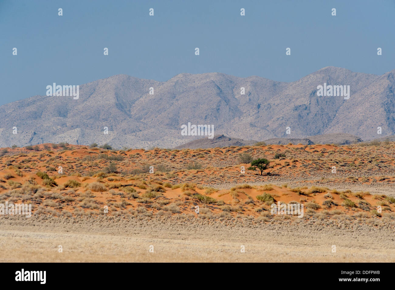 Landscape with dunes and mountains and single tree, Namibia Stock Photo