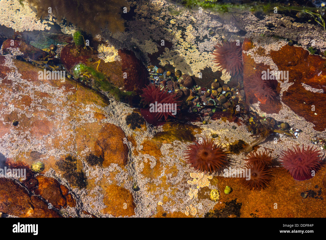 Sea anemones and shells in rock pool, Gairloch, Northwest Scotland Stock Photo