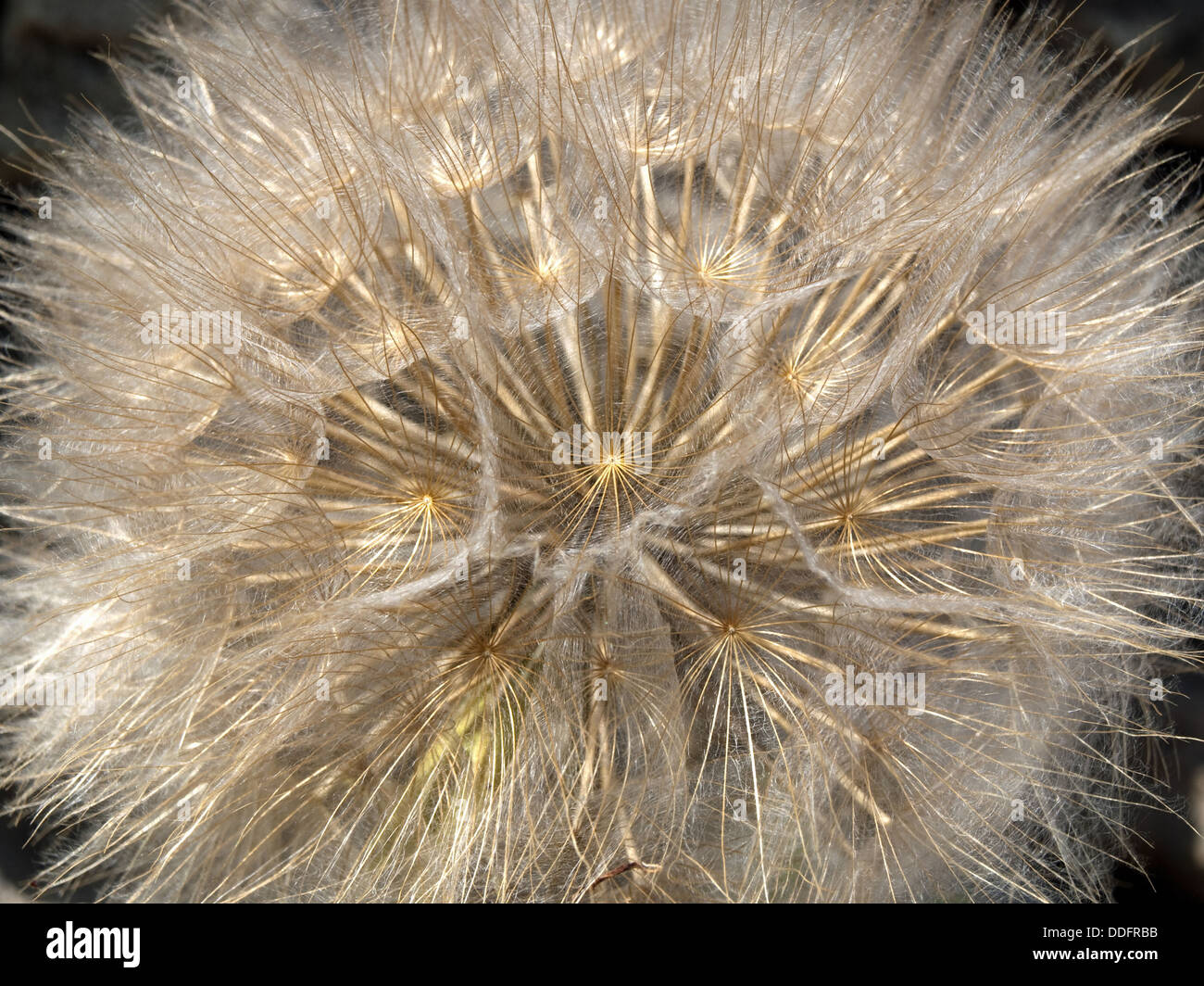 Dandelion - detail Stock Photo