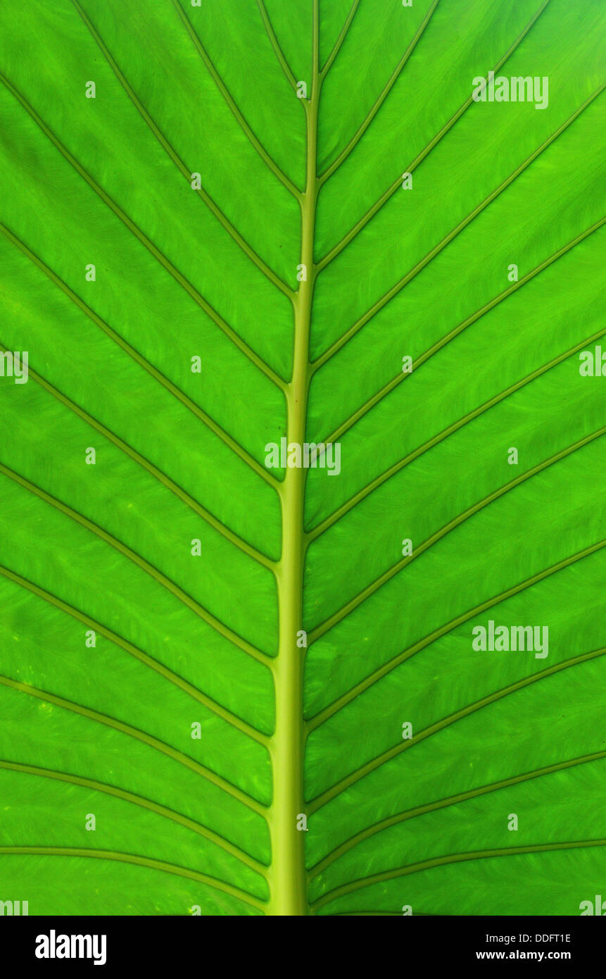 green leaf texture Stock Photo