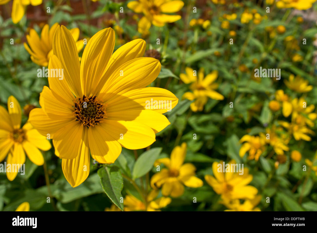 Yellow dwarf sunflower Stock Photo