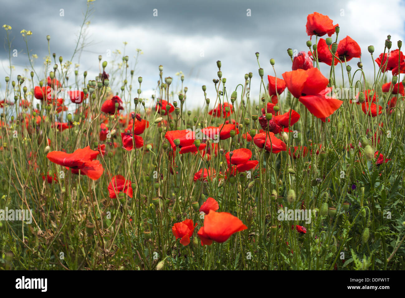 Field with red flower of the poppy, blue sky on background Stock Photo