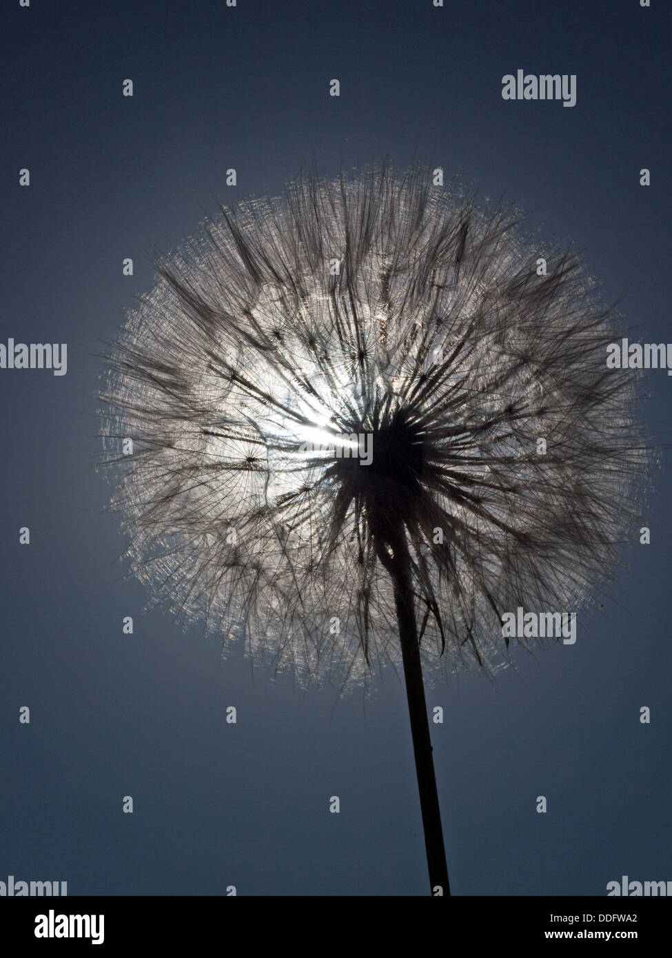 Dandelion  in the sky Stock Photo