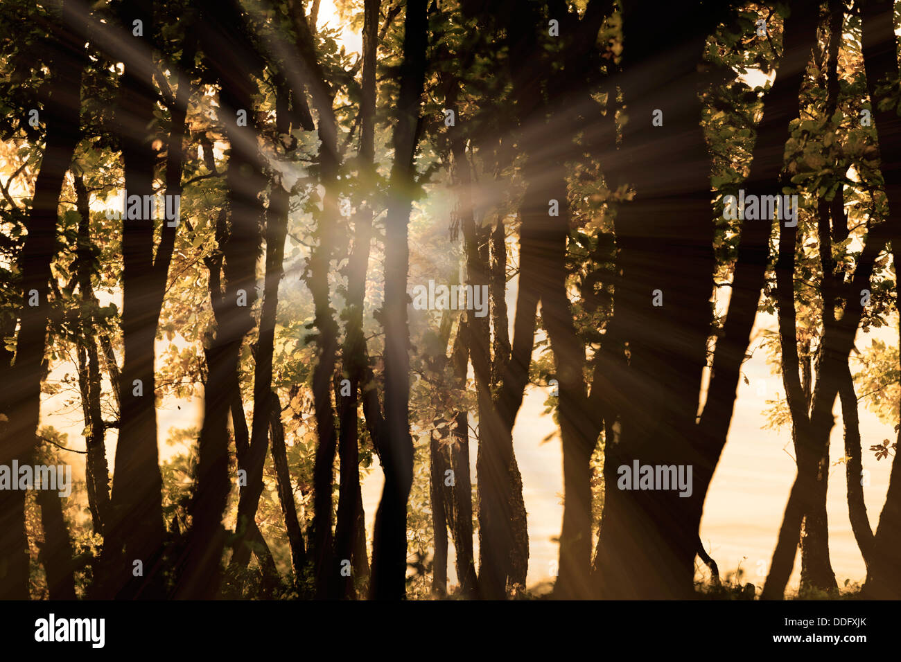 The light in the forest Stock Photo Alamy