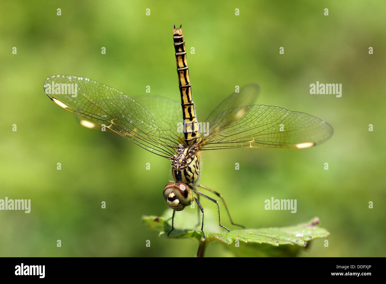 Black Percher Diplacodes lefebvrii female Stock Photo