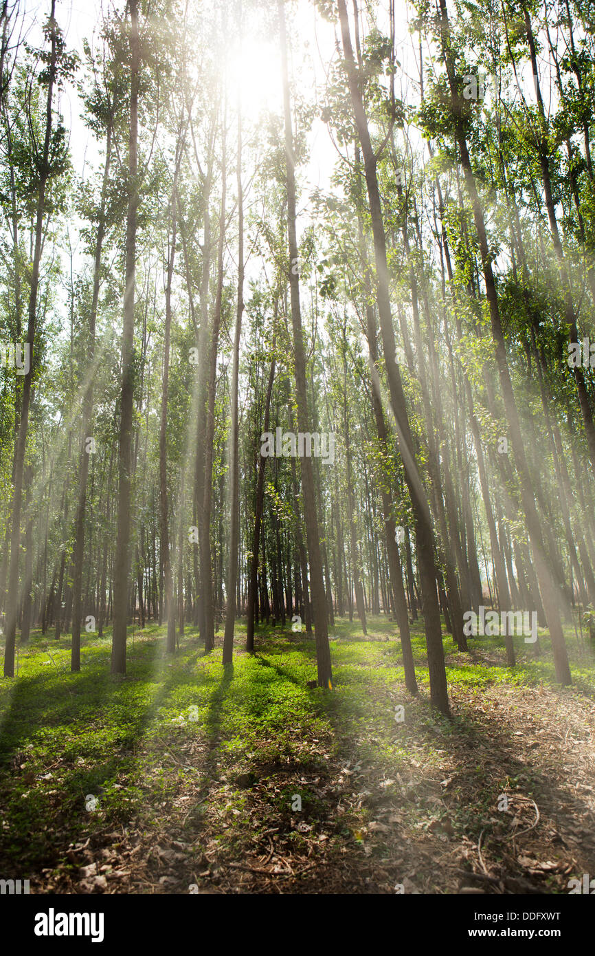The light in the forest Stock Photo Alamy
