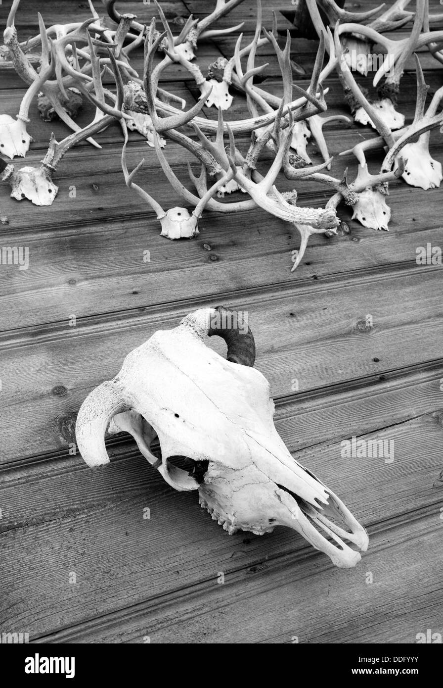 The Skull and Antlers Stock Photo