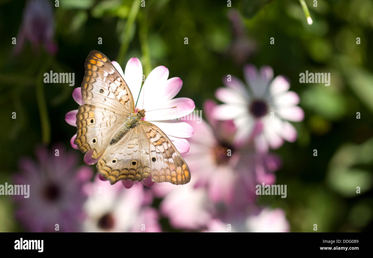 White Peacock Butterfly Stock Photo - Alamy