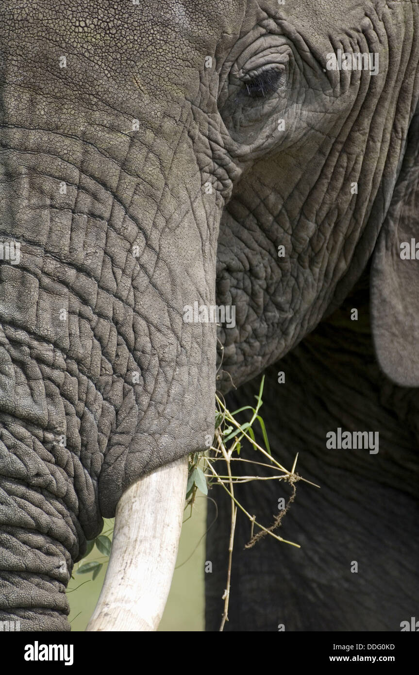 African Elephant, Tusk, Loxodonta africana, Masai Mara National Park, Kenya, East Africa Stock Photo