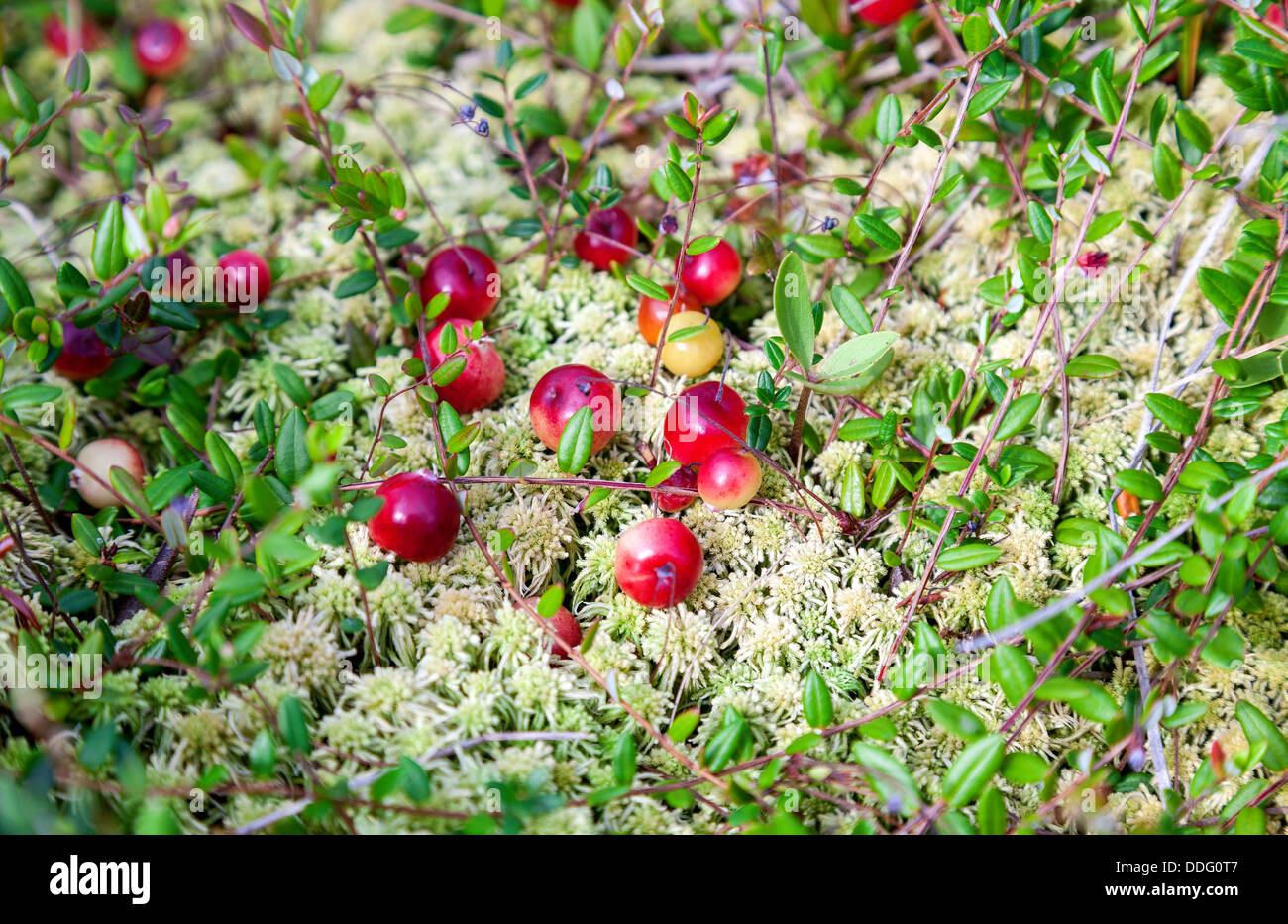 Wild cranberries growing in bog, autumn harvesting Stock Photo Alamy