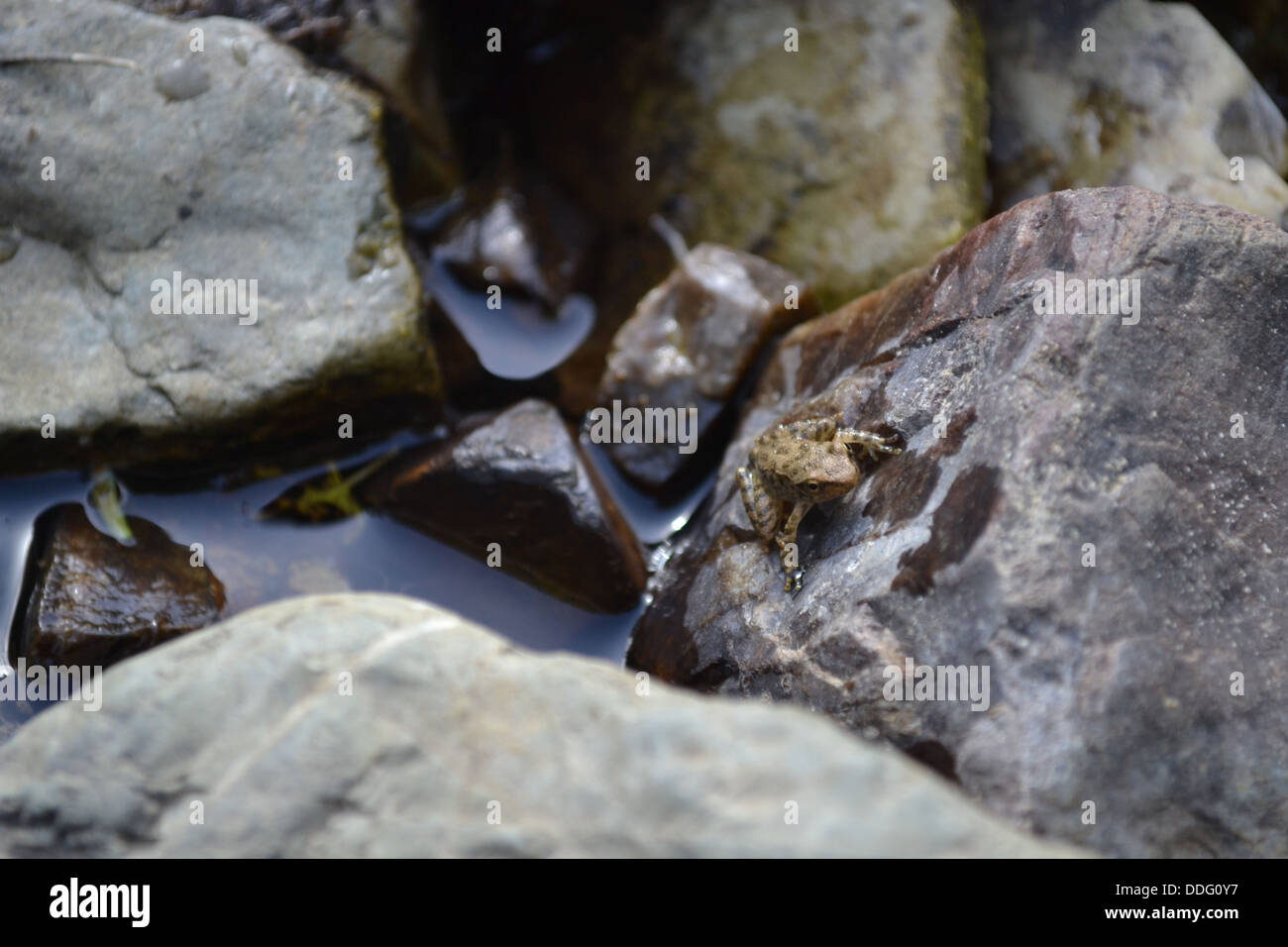 Tiny frog, stream, San Fele village, Basilicata, South Italy. Stock Photo