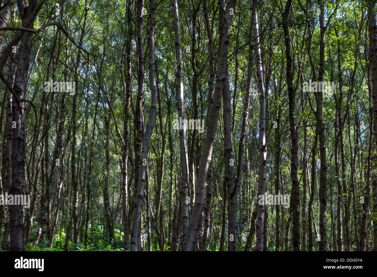 Silver birch trees growing in mature woodland with sunshine Stock Photo