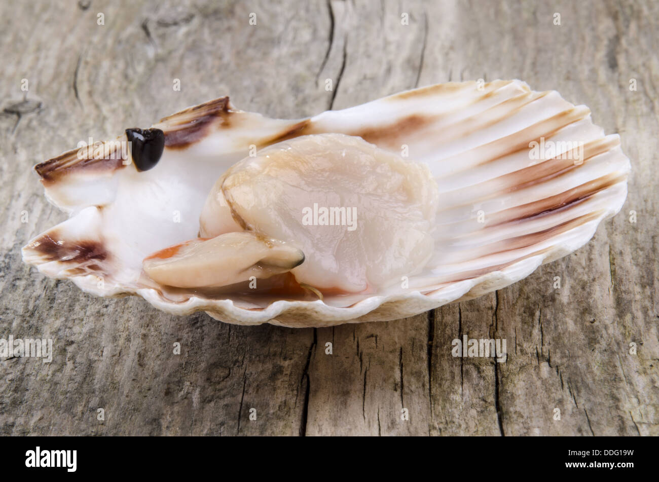 open scallop in a shell Stock Photo - Alamy