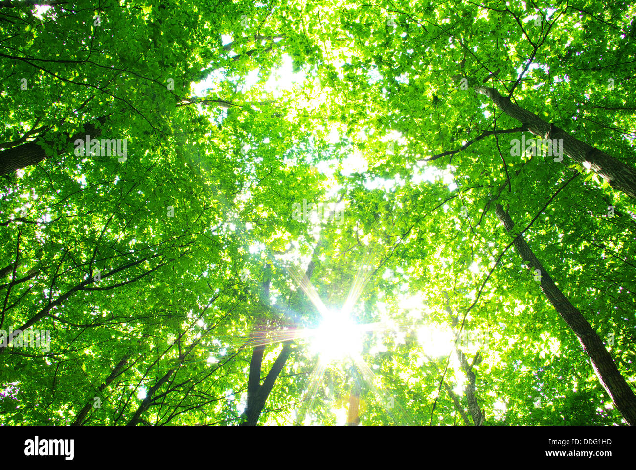 Divine nature hi-res stock photography and images - Alamy