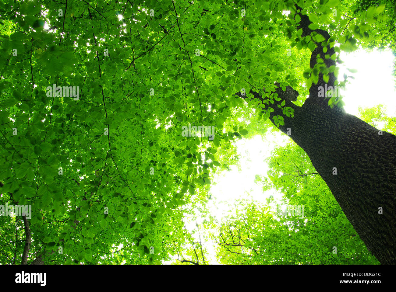 Divine nature hi-res stock photography and images - Alamy