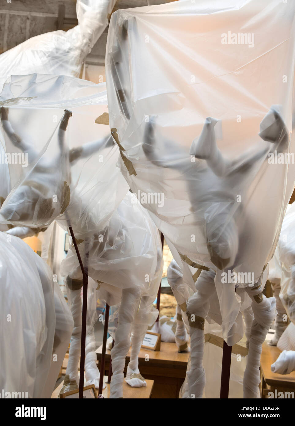 An eerie sight of wrapped, shrouded exhibits during renovation of the Pitt Rivers Natural History Museum, Oxford 1 Stock Photo