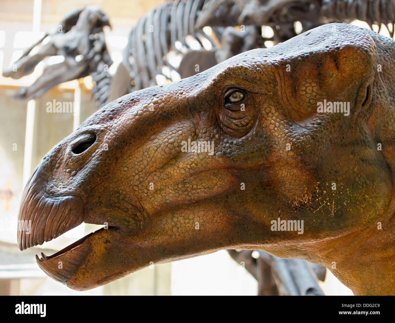 Dinosaur bones fossils hires stock photography and images Alamy