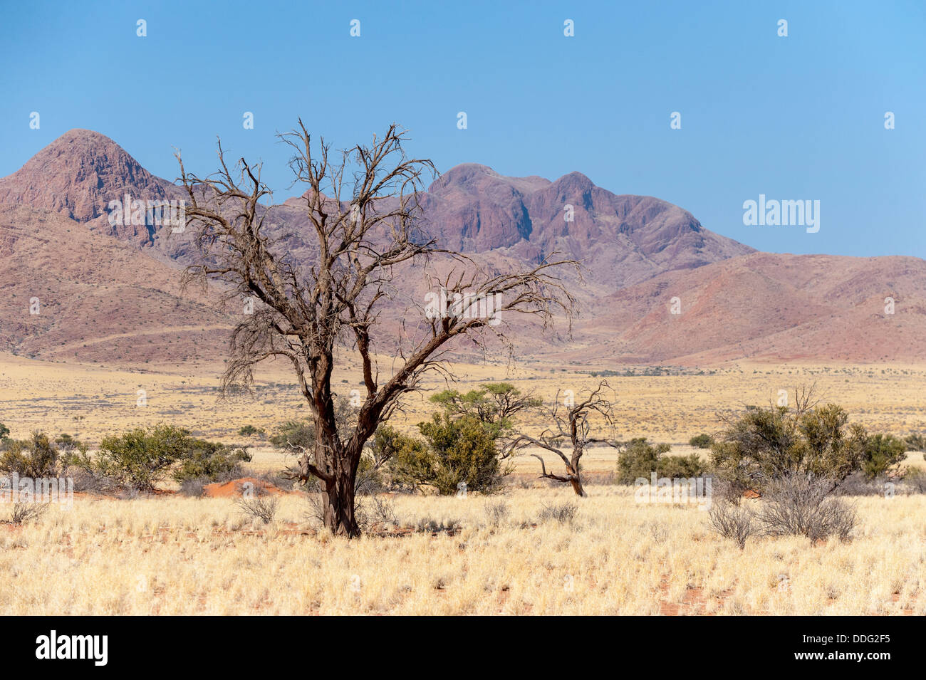 Landscape with leafless tree and dry grass and mountain range, Hardap Region, Namibia Stock Photo