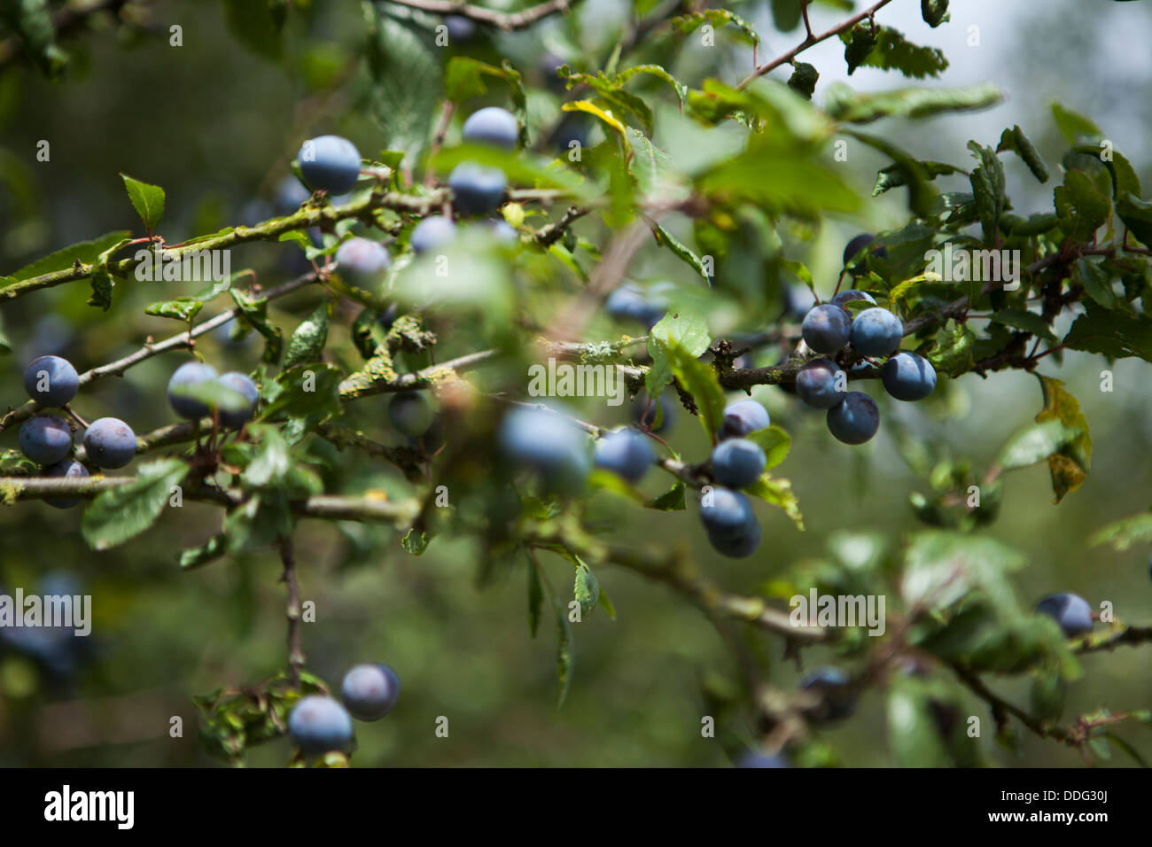 Sloe berries sloes growing blue berry fruit fruits hires stock