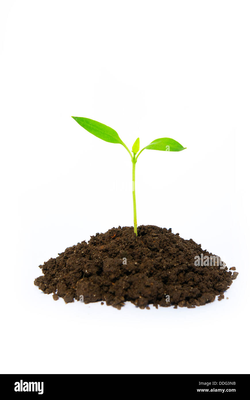 little green plant Stock Photo Alamy