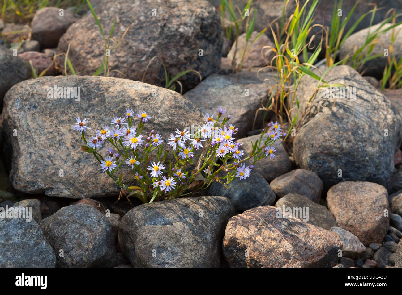 Sea Aster flower in the Baltic Sea shore Stock Photo