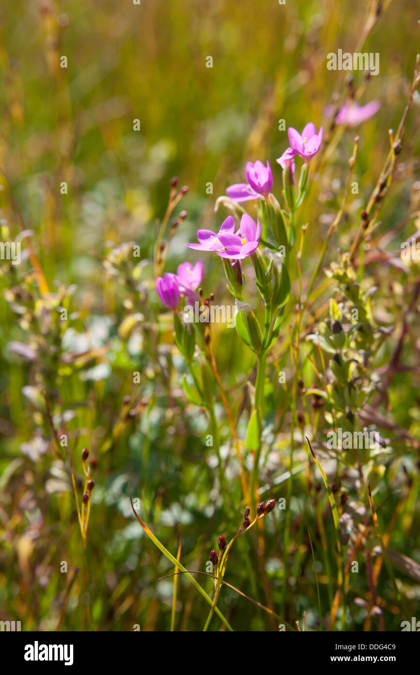 Centaurium littorale flower Stock Photo
