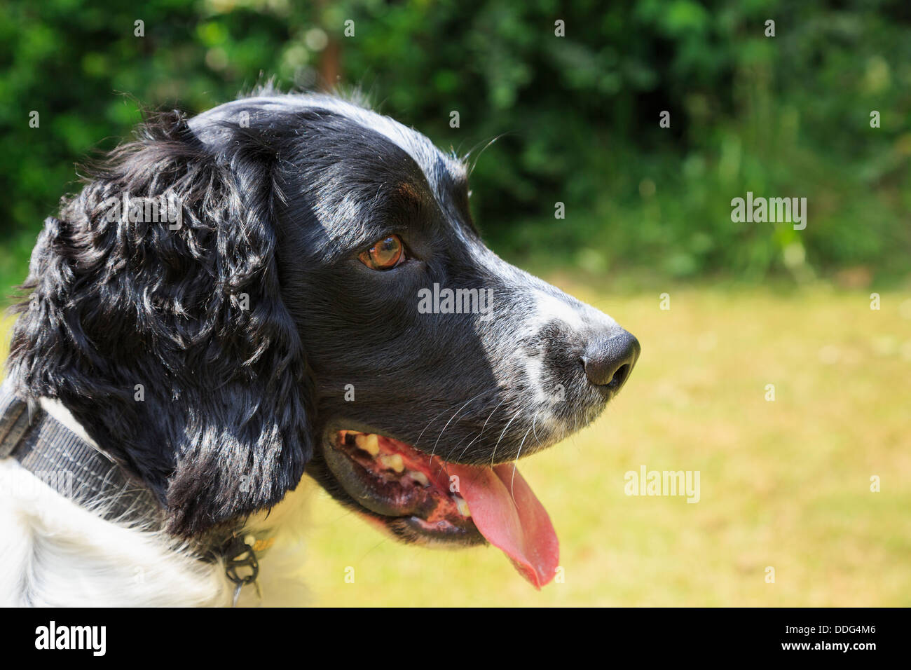 Side portrait of a purebred adult black and white English Springer Spaniel dog with tongue hanging out in a garden. England UK Britain Stock Photo