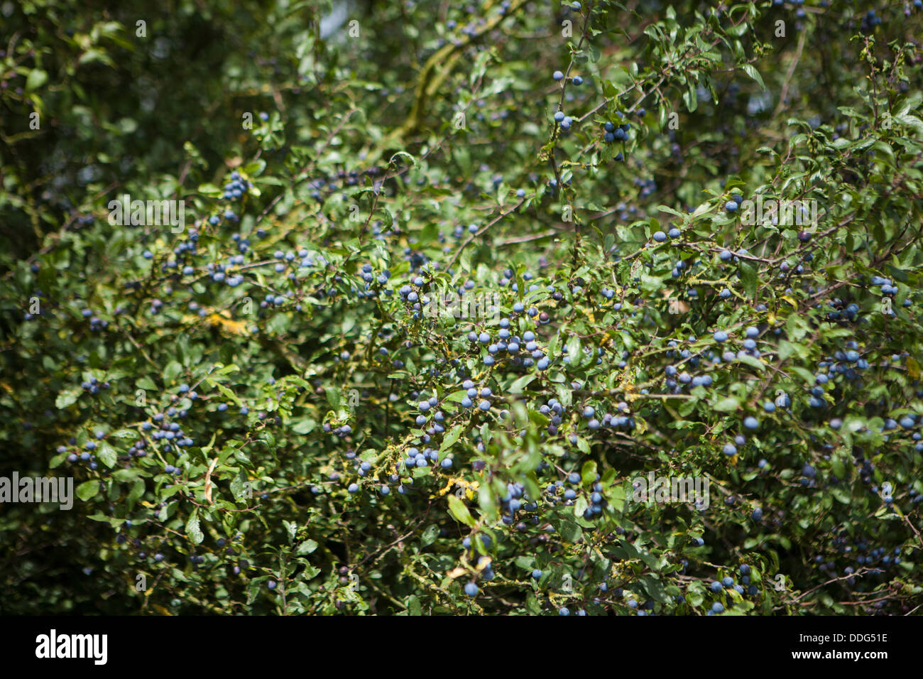 Sloe berries sloes growing blue berry fruit fruits hires stock