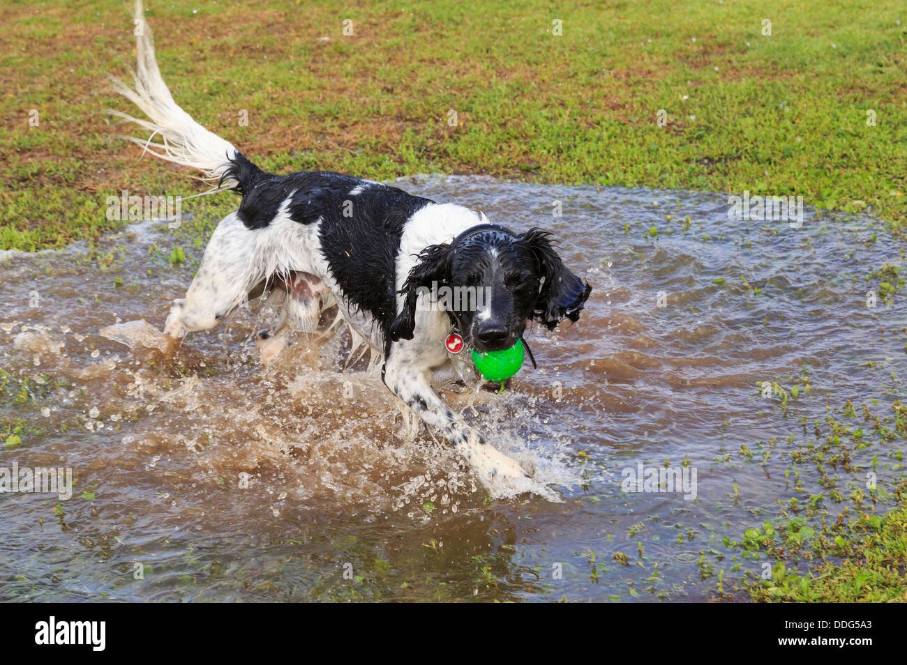A wet black and white adult English Springer Spaniel dog having fun running in a puddle of water with a ball. England, UK, Britain Stock Photo