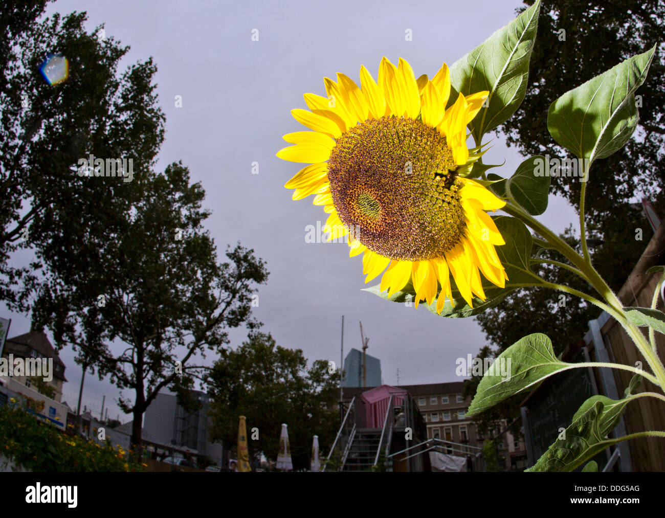 Gerilla hires stock photography and images Alamy