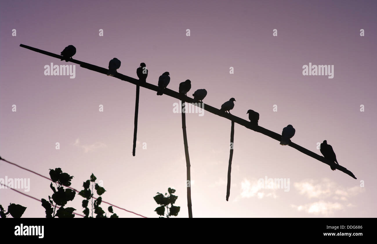birds on a perche Stock Photo Alamy