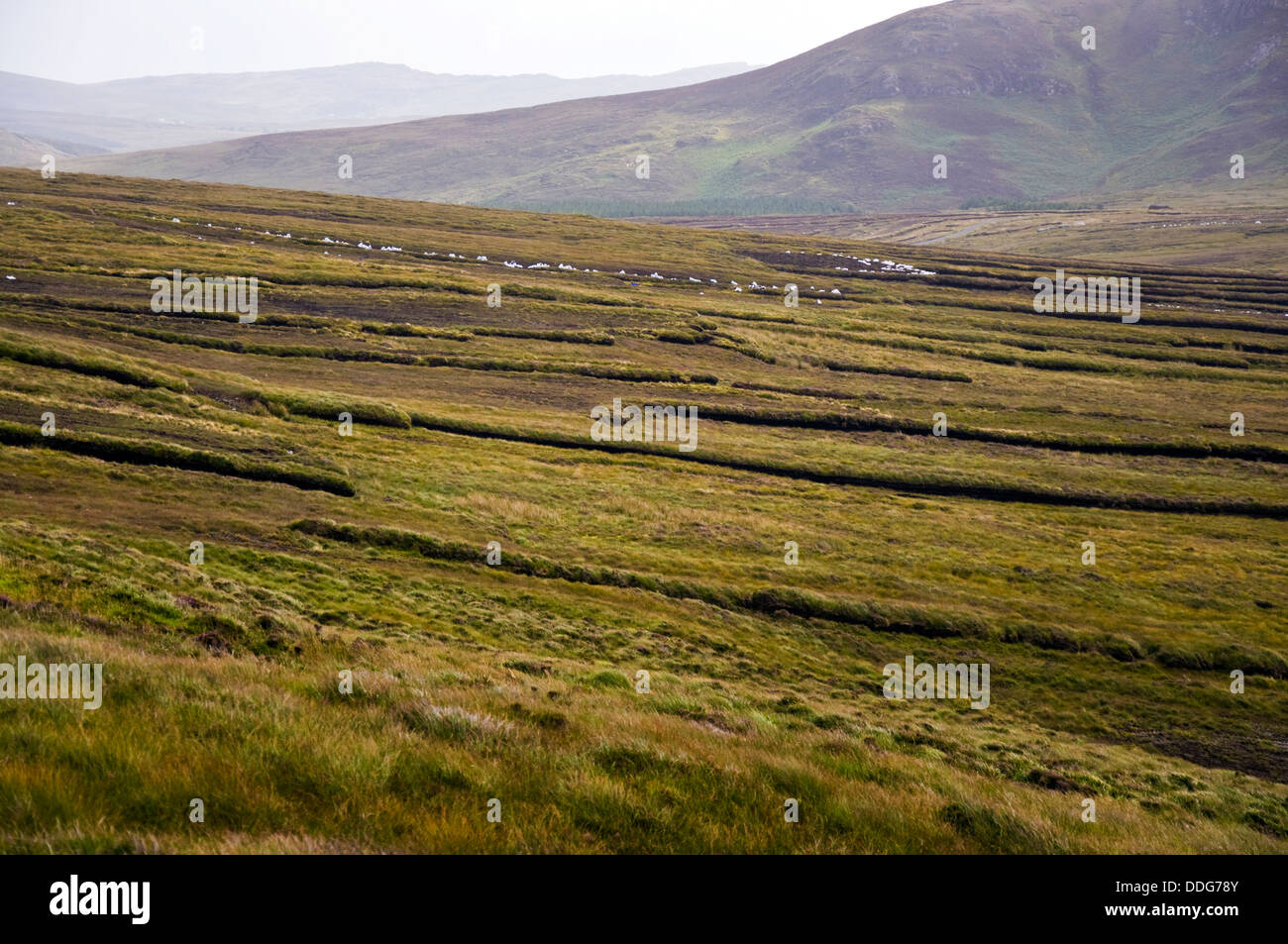 Turf diggings on blanket bog with plastic bags of turf awaiting