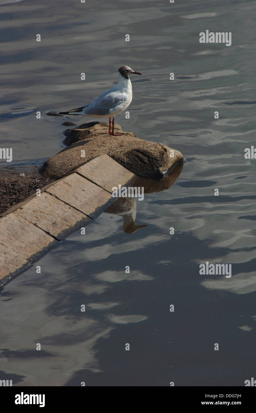 Mature black headed gull hi-res stock photography and images - Alamy