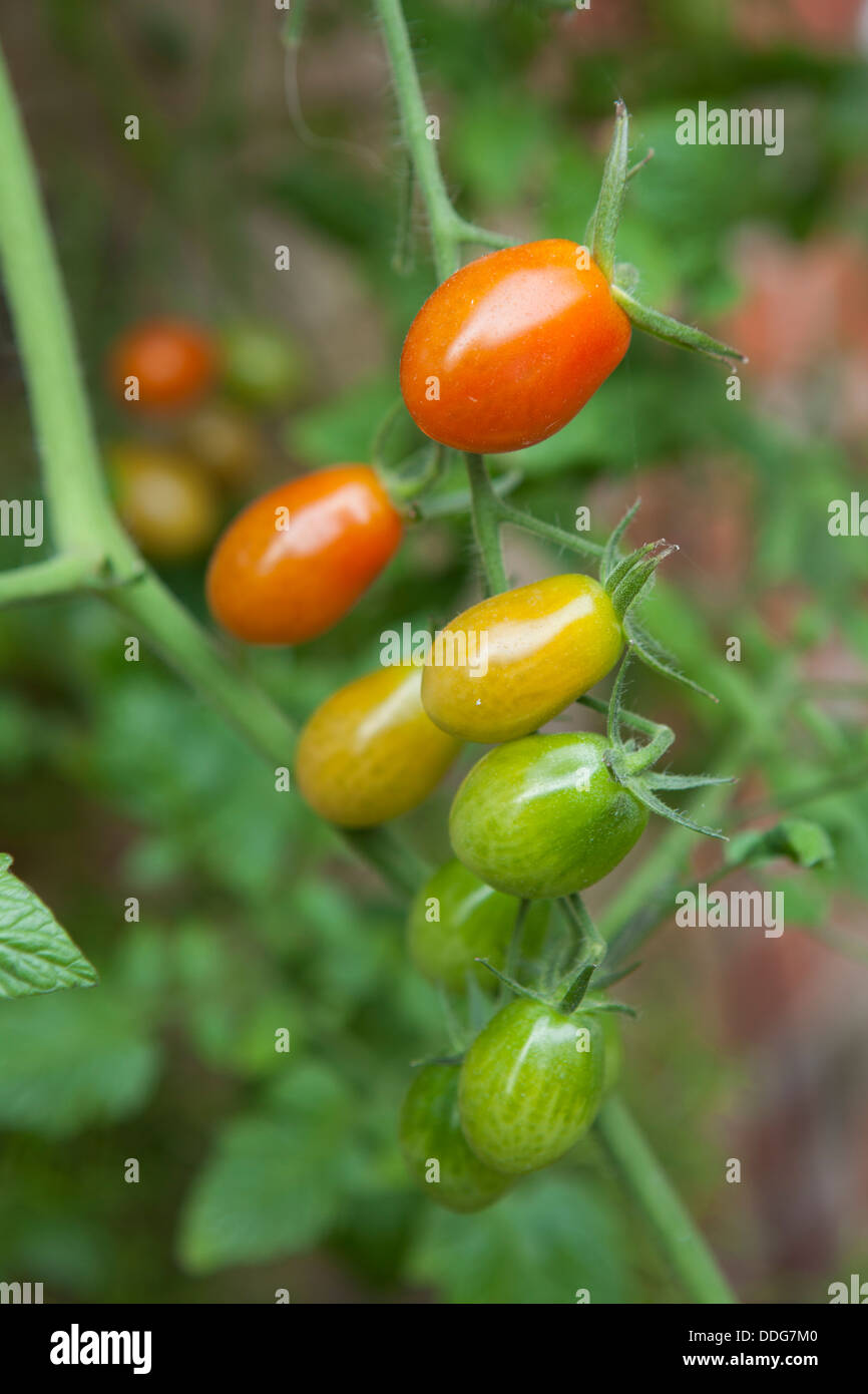 Home-grown tomatoes ripening on the vine in Essex Stock Photo - Alamy