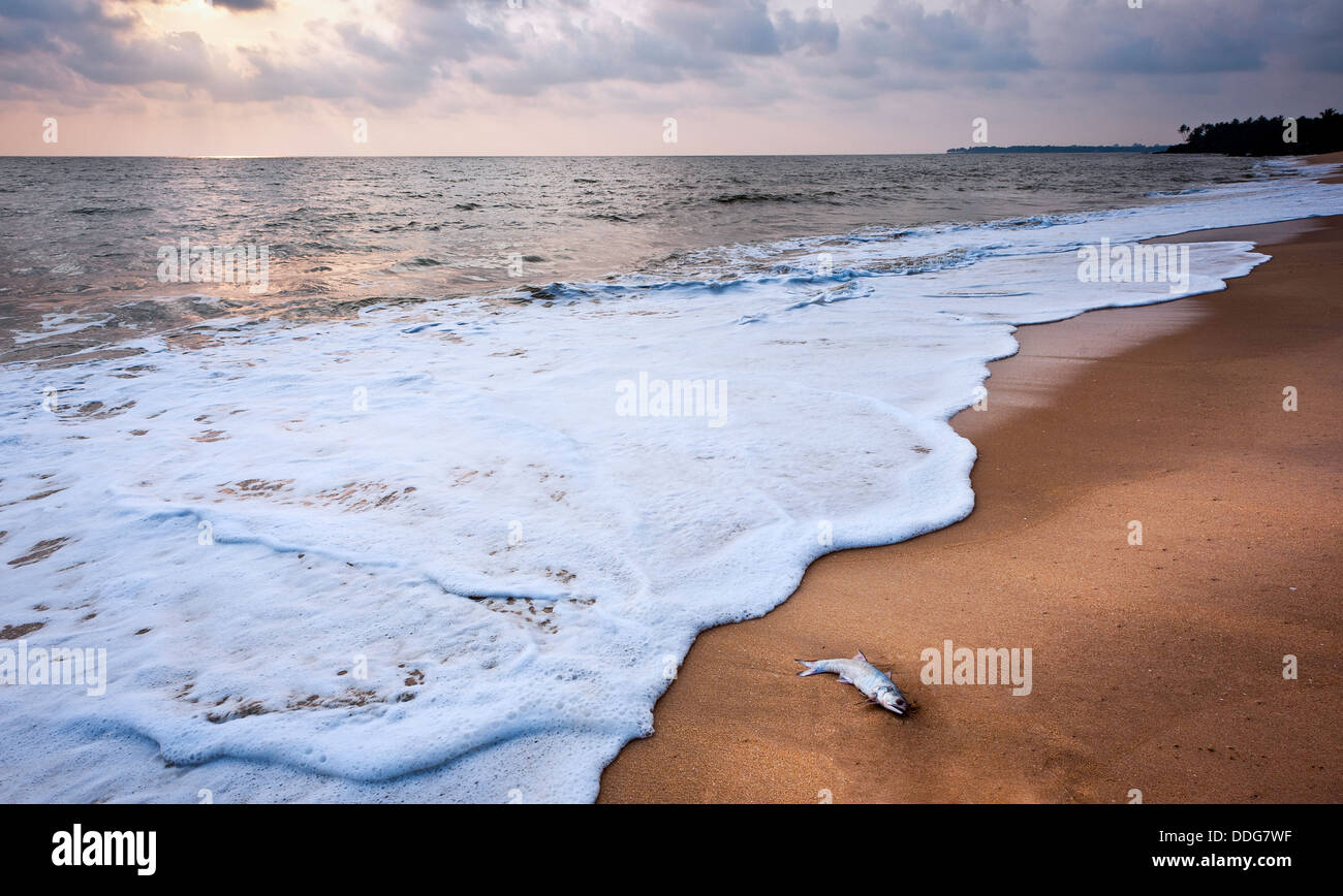 thottada-beach-and-a-fish-kannur-kerala-india-stock-photo-alamy