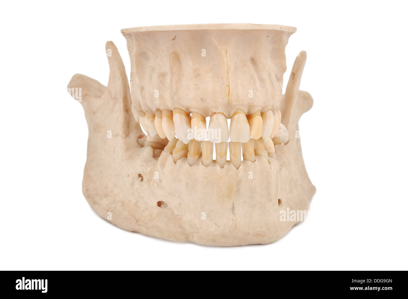Human jaw hi-res stock photography and images - Alamy