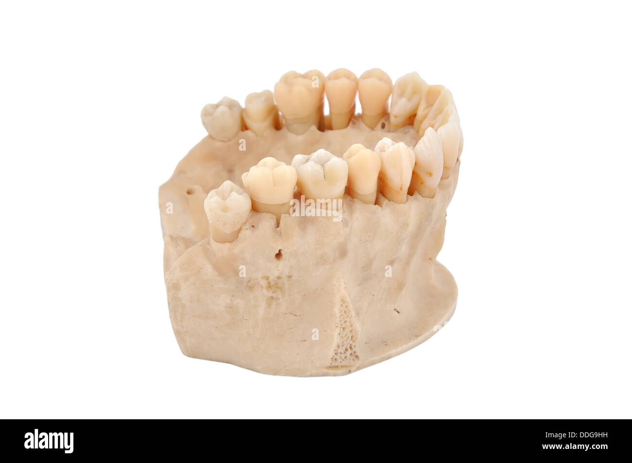 upper jawbone Stock Photo