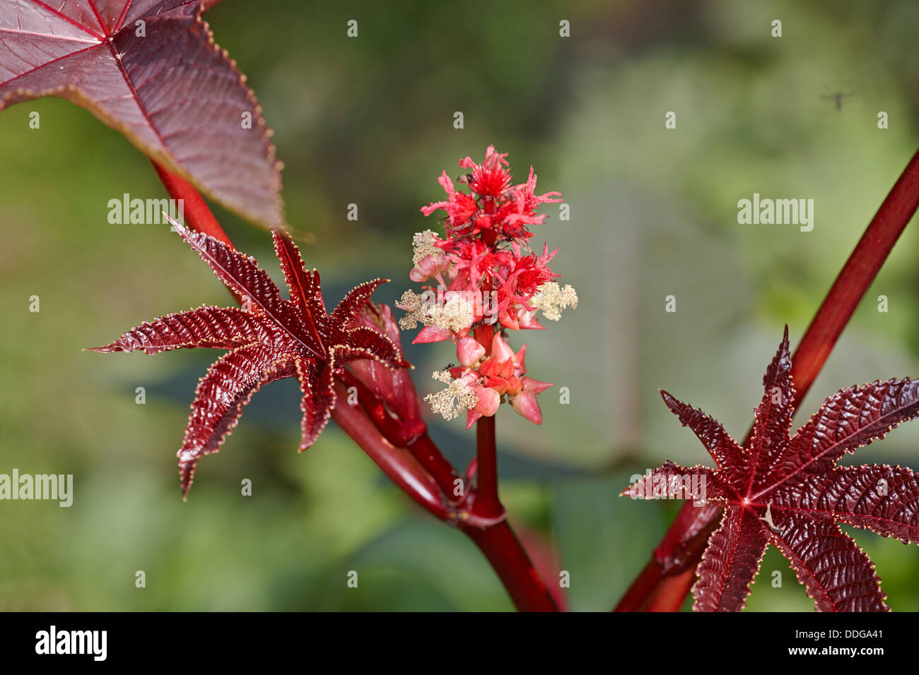 Castor Oil Plant flowering. Scientific name Ricinus communis Stock