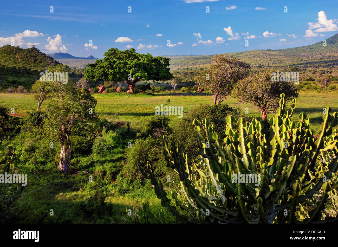 Grassland with rich flora, savanna and bush landscape in Tsavo West National Park, Kenya, Africa. Stock Photo
