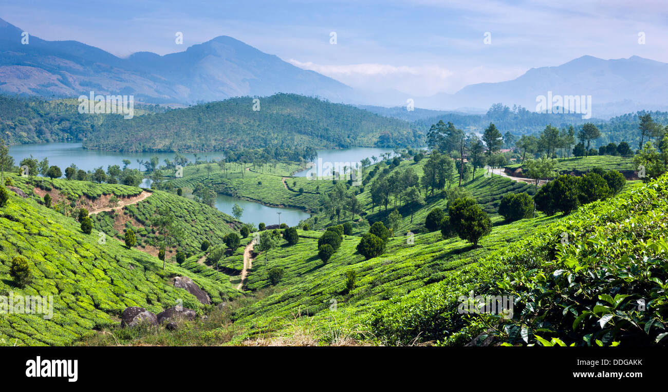 Tea Plantation In The Kannan Devan Hill In Munnar Kerala India Stock Tea Plantation In The Kannan Devan Hill In Munnar Kerala India Stock