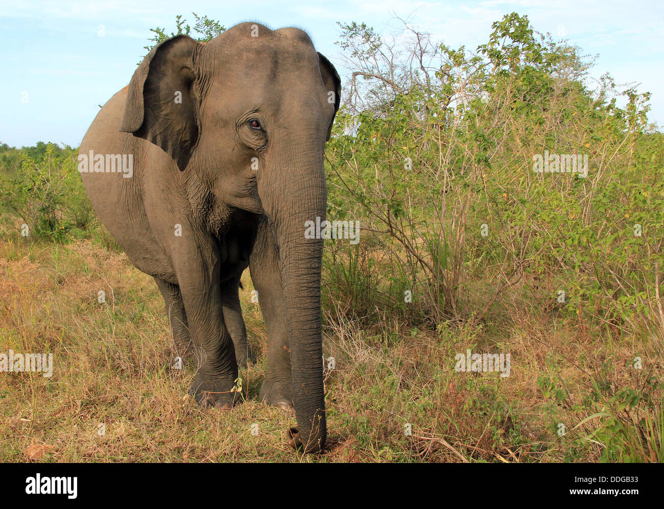 Lankesian Elephant (Elephas Maximus Maximus) in the Bush, Looking into the Camera, Uda Walawe National Park, Sri Lanka Stock Photo