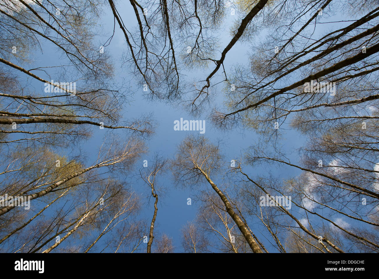 birch forest, birch grove, White Birch, Birch, Birkenwald, Birken, Wald, Birke, Betula sp. Stock Photo