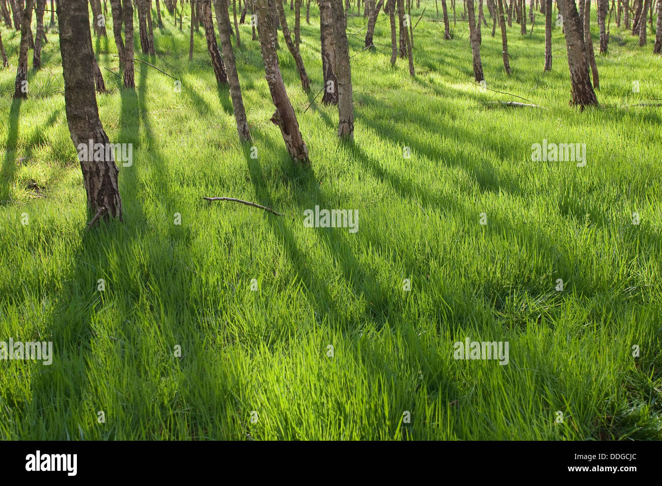 birch forest, birch grove, White Birch, Birch, Birkenwald, Birken, Wald, Birke, Betula sp. Stock Photo
