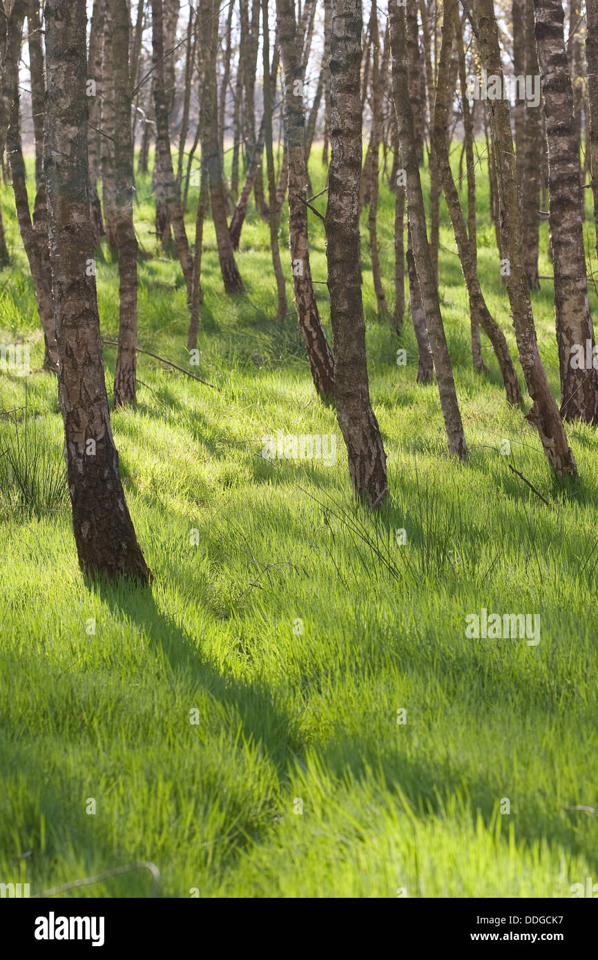 birch forest, birch grove, White Birch, Birch, Birkenwald, Birken, Wald, Birke, Betula sp. Stock Photo