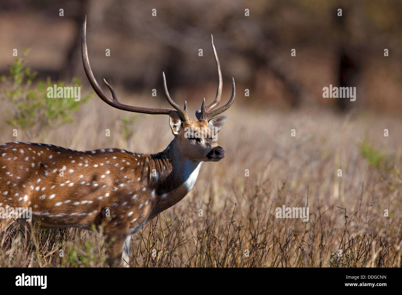 An axis deer hires stock photography and images Alamy