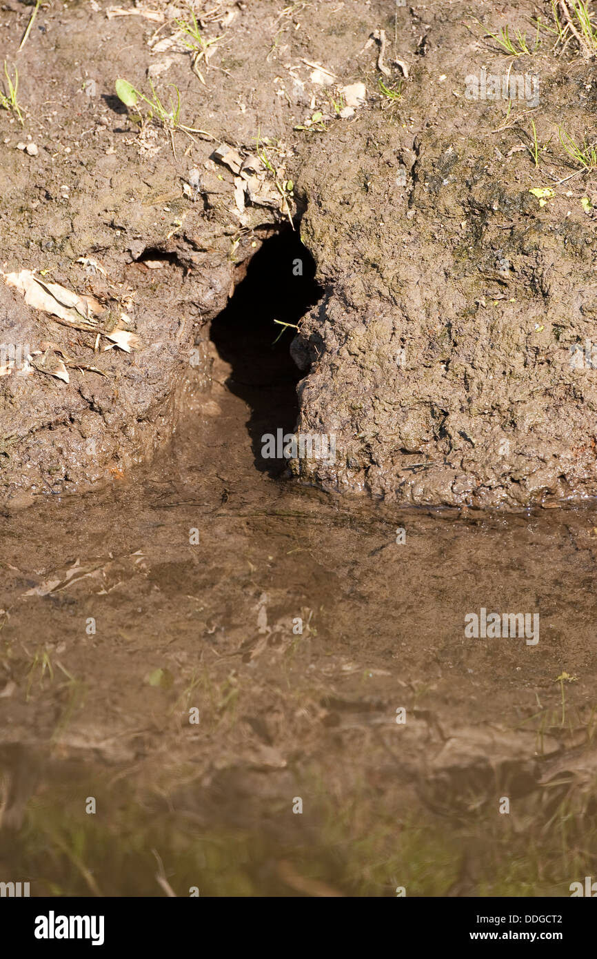 Muskrat, den, rat hole, rathole,Bisamratte, Bisam, Bisam-Ratte, Bau, Eingang, Loch, Tierbau, Ondatra zibethicus, Rat musqué Stock Photo