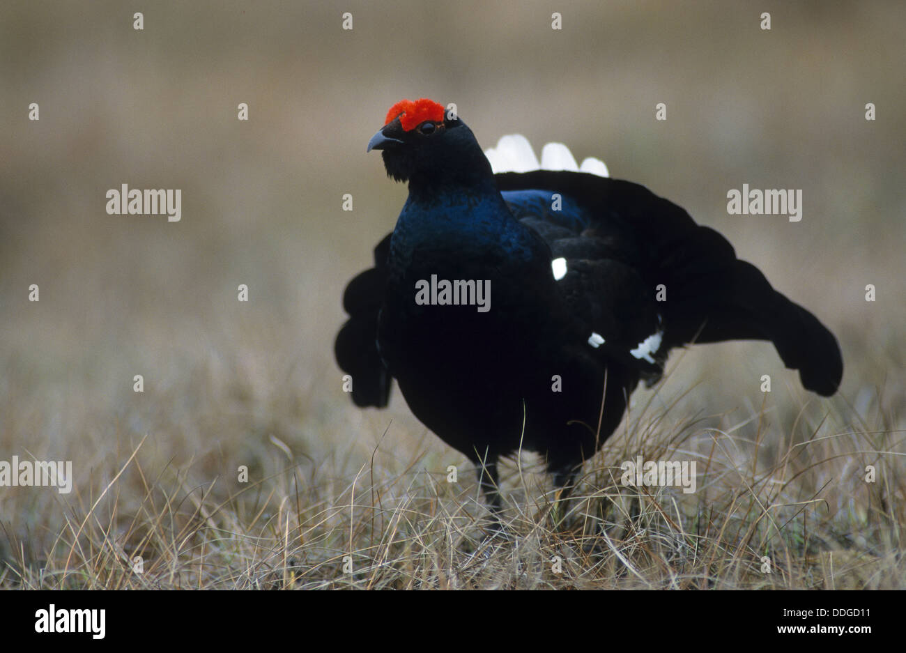 blackgame, black grouse, male, courtship, Birkhuhn, Birkhahn, Birkwild, Männchen, Balz, Lyrurus tetrix, Tetrao tetrix Stock Photo