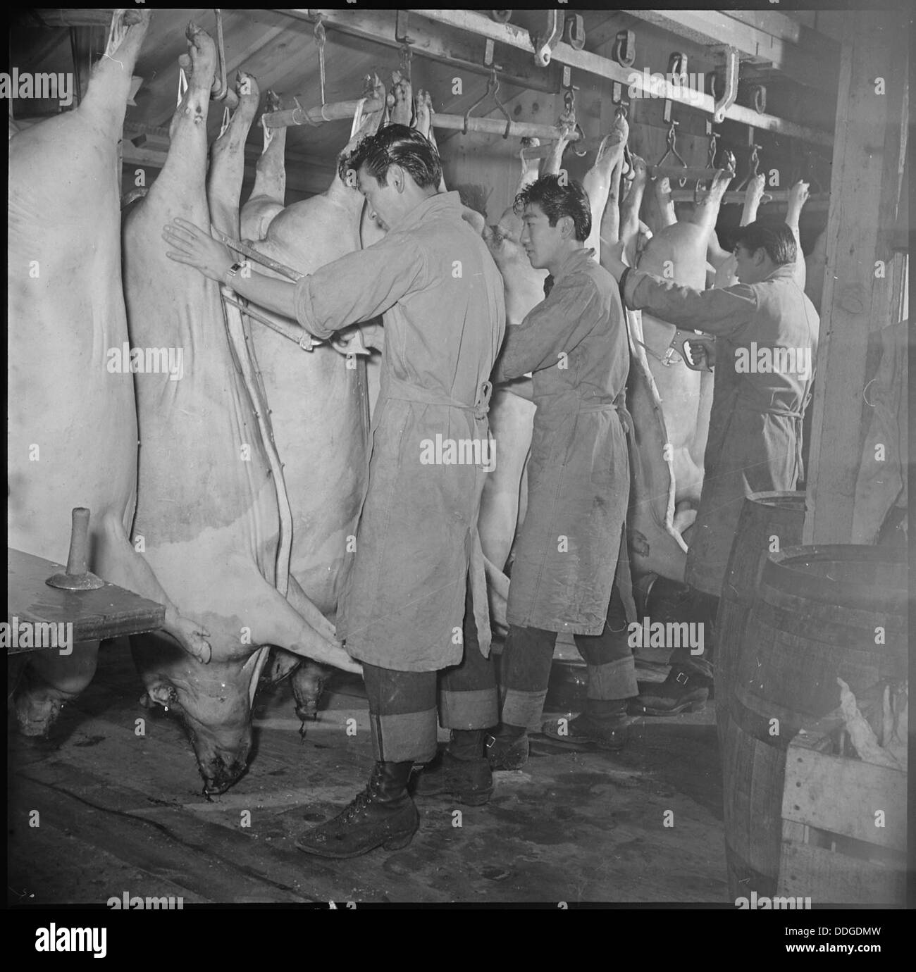 Slaughter House Stock Photos & Slaughter House Stock Images Alamy