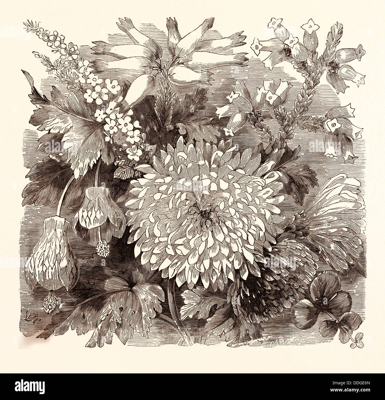 NOVEMBER. Babingtonia Camphorosma. Abutilon striatum. Erica imperialis. Chrysanthemum Sinense. Erica Burnelli Stock Photo